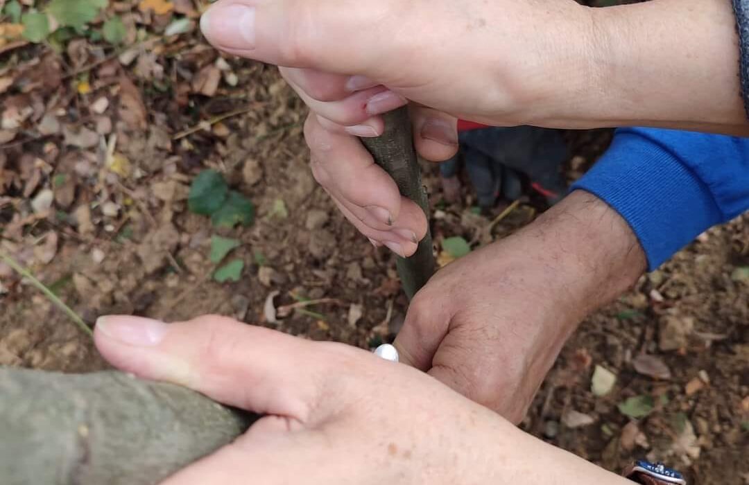 ustawienia hellingera, ród, praca z rodem, ewa Kapera, wroclaw, online, praca na figurkach, ustawienia systemowe