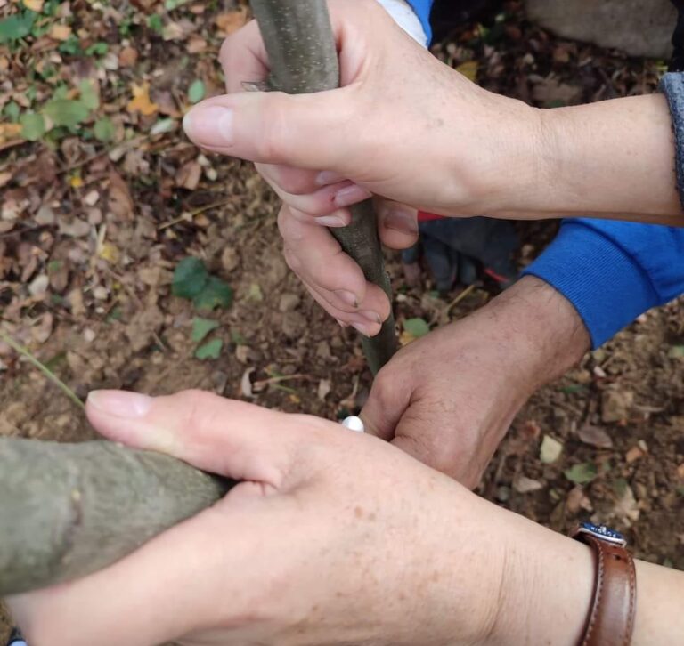 ustawienia hellingera, ród, praca z rodem, ewa Kapera, wroclaw, online, praca na figurkach, ustawienia systemowe