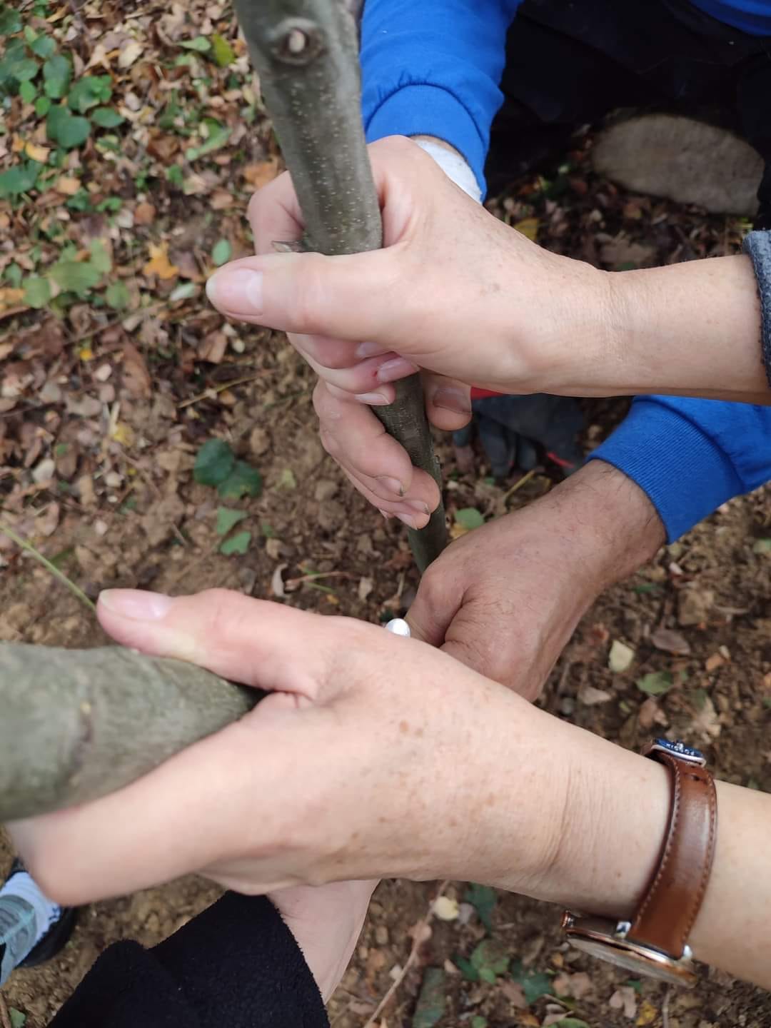 ustawienia hellingera, ród, praca z rodem, ewa Kapera, wroclaw, online, praca na figurkach, ustawienia systemowe